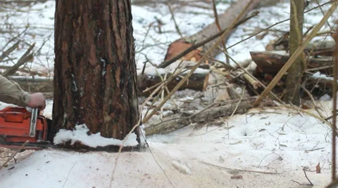 A tree falling in the forest 스톡 동영상 34184913