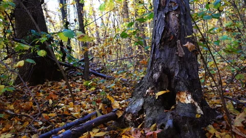 A tree falling in the forest pulls out its root, slow motion. Stock Footage 99577207