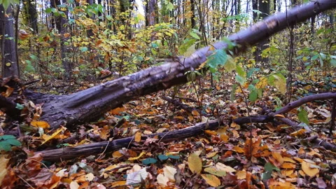 A tree falling in the forest pulls out its root, slow motion. Stock Footage 99577520