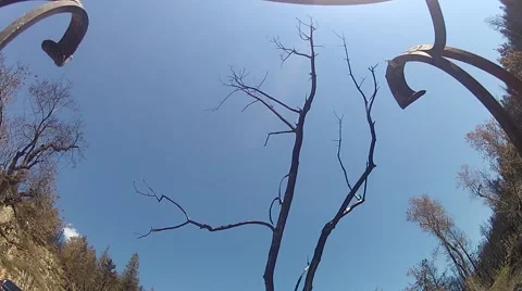 Tree Falling - Ground Point of View 스톡 동영상 45363338