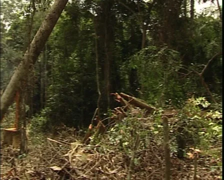 Tree falling in the jungle, this causes deforestation Stock Footage 56019103