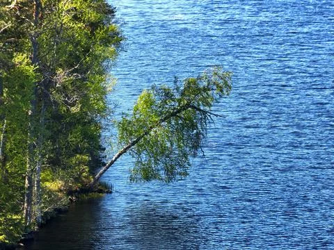 Tree falling to a lake Stock Photos