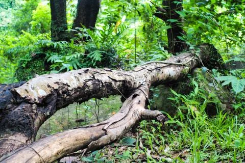 Tree falling Stock Photos