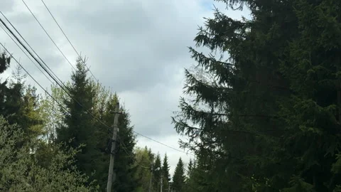 A tree falling on a rural street after strong winds Stock Footage 308964811
