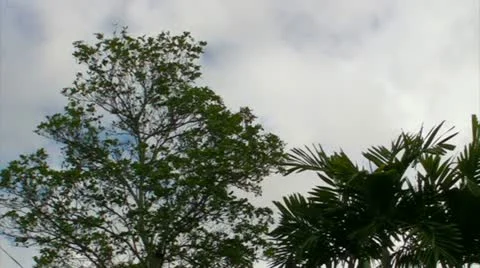 Tree falls 1 Stock Footage 11031437