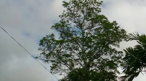 Tree falls 2 Stock Footage 11031242