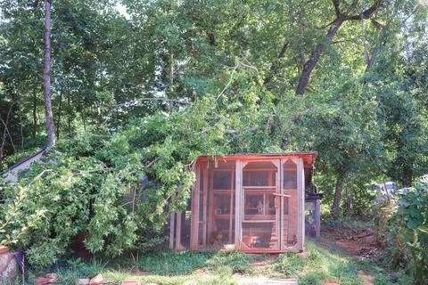Tree falls on backyard chicken coop during summer storm in rural area, causing Stock Photos