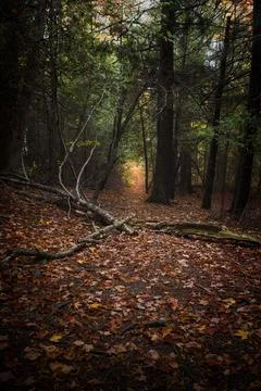 A Tree Falls in the Forest Foto stock