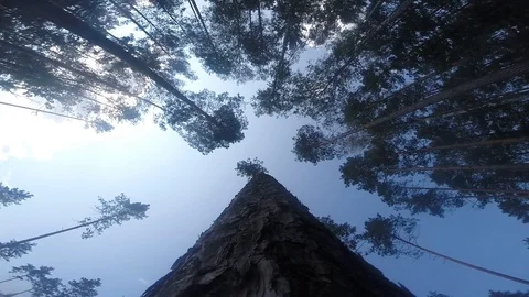 A tree falls to the ground 60 frames per second Stock Footage 97592986