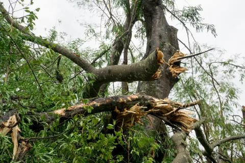 Tree falls over During Thunderstorm Stock Photos