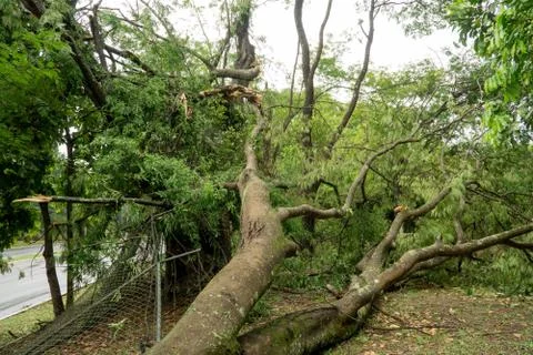 Tree falls over During  Thunderstorm Stock Photos