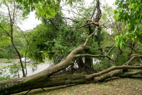Tree falls over During Thunderstorm Stock Photos