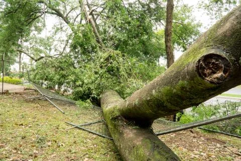 Tree falls over During Thunderstorm Stock Photos