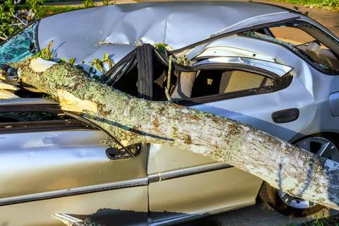 Tree falls on parked car causing damage in broken windshield Stock Photos