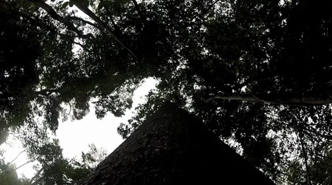 Tree-Falls-Rainforest-Amazon-POV-Brazil-Deforestation Stock Footage 30607006