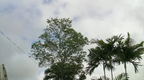 Tree Falls in urban area Stock Footage 11037223