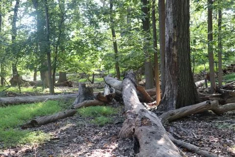 Tree Falls In Woods Foto stock