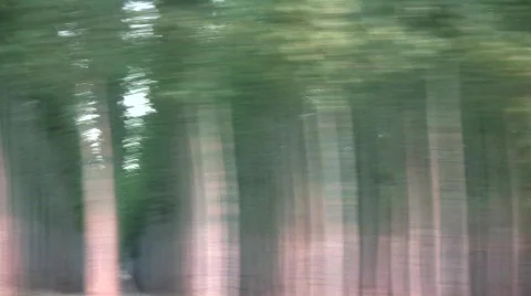 Tree farm in blurred motion Stock Footage 536540