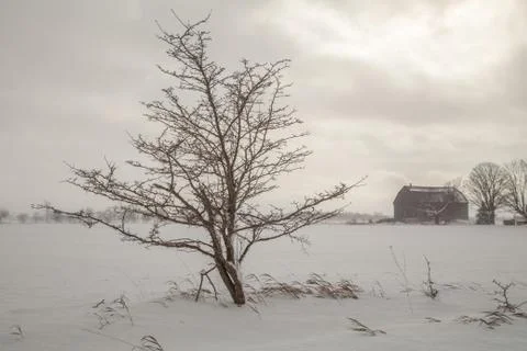 Tree on Farm Field 写真素材