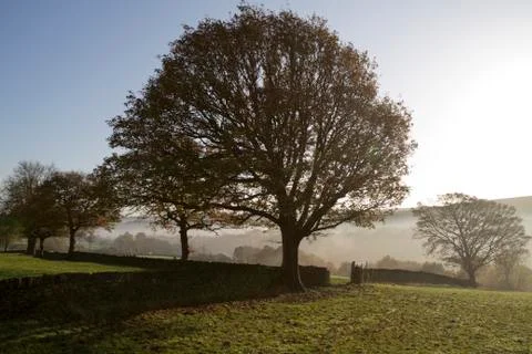 Tree in farm field Stock Photos