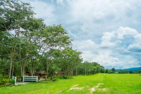 Tree in farm filed with cloudy Stock Photos