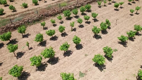 Tree farm nursery rows organized in clean lines parallel to rock wall in Video stock 256063590