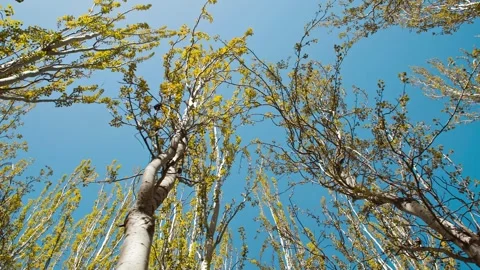 Tree farm spring - trees of the north Stock Footage 257169886