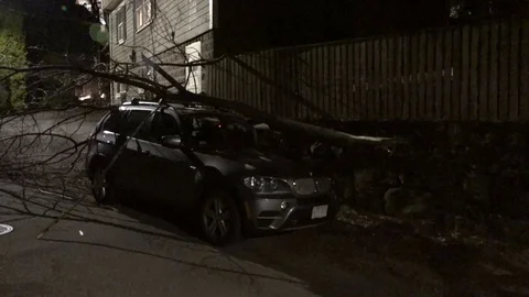 Tree Fell on Car Stock Footage 106832867
