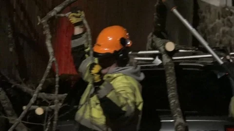 Tree Fell on Car Stock Footage 106832984