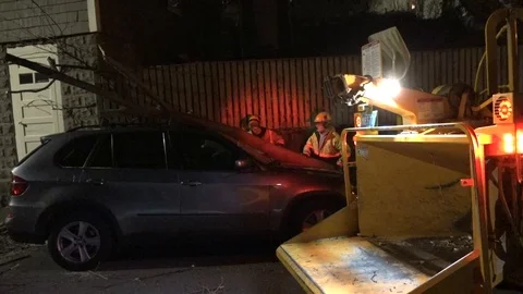 Tree Fell on Car Stock Footage 106833115