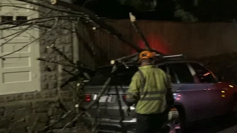 Tree Fell on Car Stock Footage 107016423