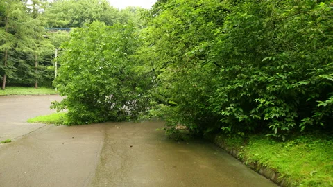 Tree fell down city park summer asphalt path, branches shattered across route Stock Footage 135428770