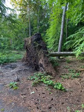 The tree fell down with its roots in the forest Stock Photos