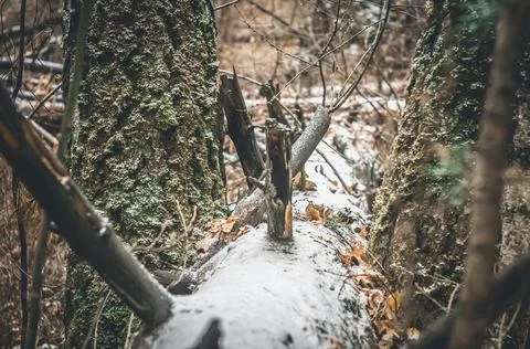 A tree that fell in the forest covered with the first snow in October. The onset Stock Photos