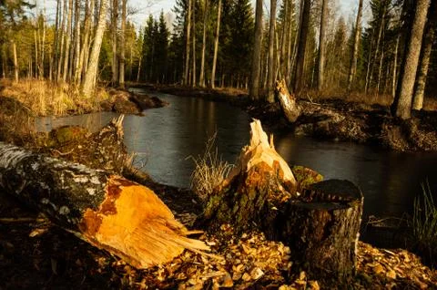 Tree fell in the forest, river, beaver Foto stock