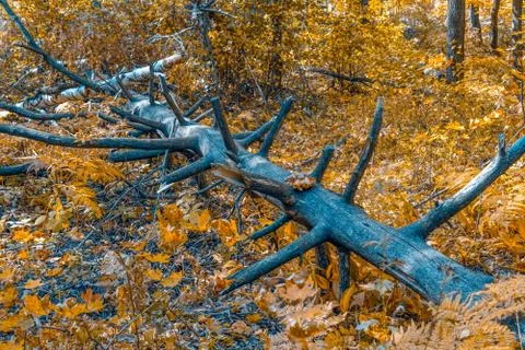 The tree fell on the forest road Foto stock
