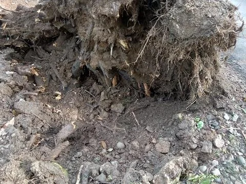 The tree fell by itself. Фото