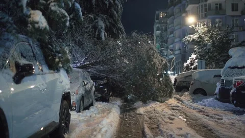 Tree fell onto luxury SUV, crushing it under its weight in brightly lit city Stock Footage 303523387