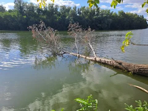 A tree that fell into the river Stock Photos