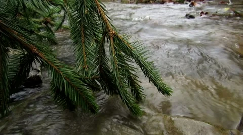 Tree fell into a stream Stock Footage 68807411