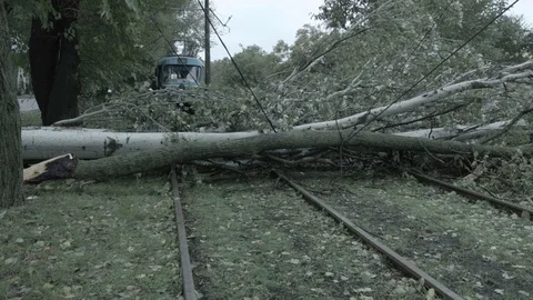 Tree fell on wires Stock Footage 73739268