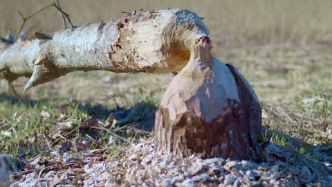 Tree felled by beaver. Beaver gnawed tree. Stock Footage 270414997