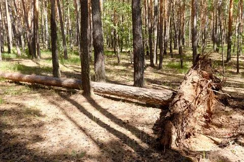 Tree felled by the wind in a pine forest Stock Photos