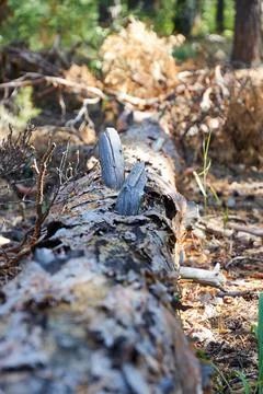 Tree felled by the wind in a pine forest Stock Photos