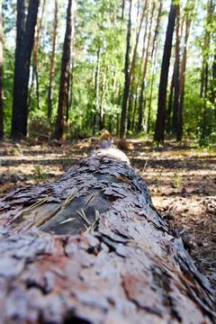 Tree felled by the wind in a pine forest Stock Photos