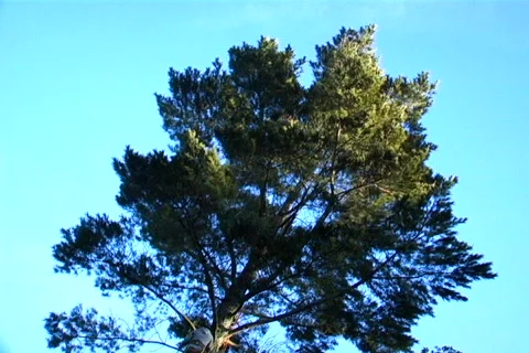 Tree felling Stock Footage 488251