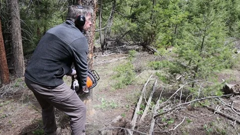 Tree Felling Video stock 274563014