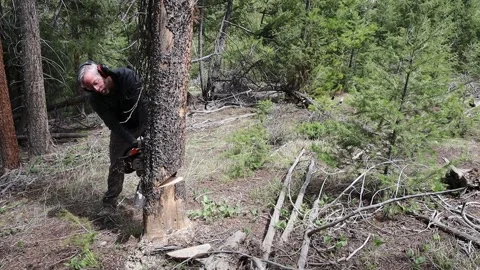 Tree Felling Video stock 274563018