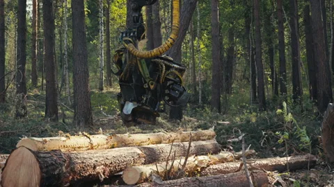 Tree Felling Harvester Crane Processing Wooden Log With Industrial Forestry Saw Stock Footage 280201114