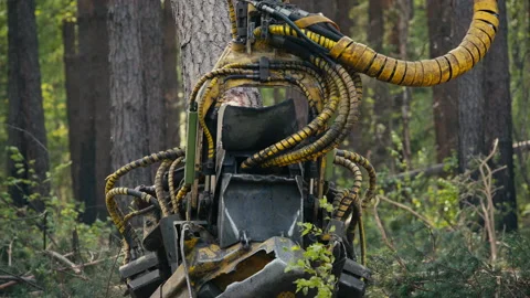 Tree Felling Harvester Machine In Deforestation Process In A Pine Forest Vídeo Stock 170962914